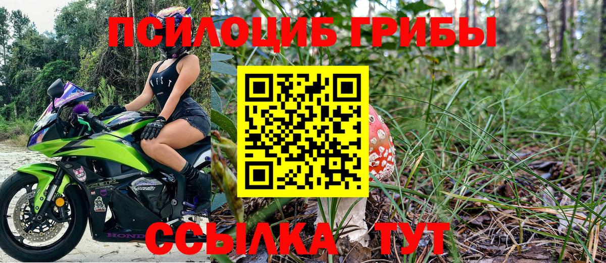 Псилоцибиновые грибы Psilocybe  Вход с VPN  Сунжа 